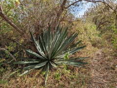 Agave tequilana