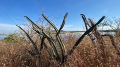 Stenocereus standleyi