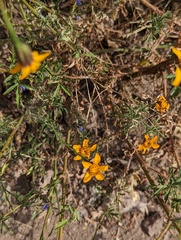 Dyssodia tagetiflora