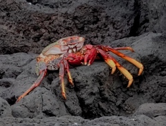 Grapsus adscensionis