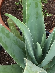 Aloe vera