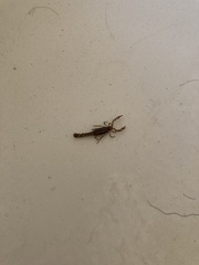 Superstitionia donensis