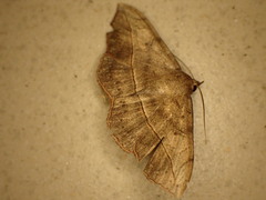 Anticarsia irrorata