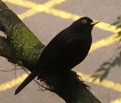 Turdus merula cabrerae