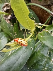 Disonycha quinquelineata