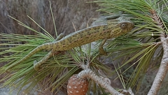 Chamaeleo chamaeleon chamaeleon