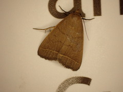 Simplicia cornicalis