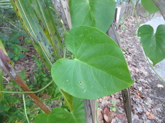 Ipomoea violacea