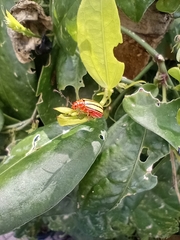 Disonycha quinquelineata