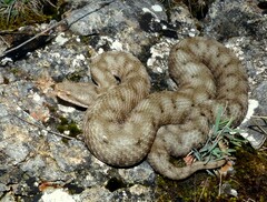 Vipera aspis zinnikeri