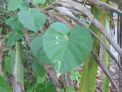 Ipomoea violacea
