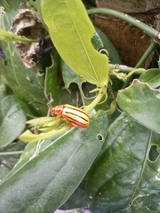 Disonycha quinquelineata