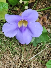 Thunbergia grandiflora