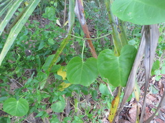 Ipomoea violacea