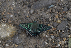 Phocides urania