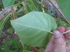 Ipomoea violacea