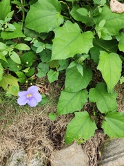 Thunbergia grandiflora
