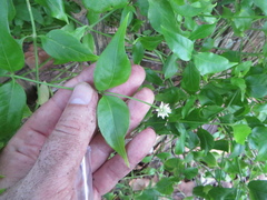 Alternanthera flavescens