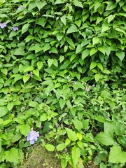 Thunbergia grandiflora