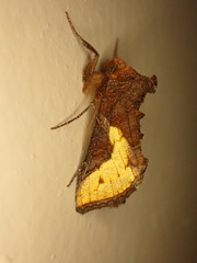 Thysanoplusia orichalcea