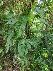 Monstera adansonii