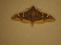 Prophantis adusta