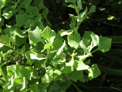 Chenopodium oahuense
