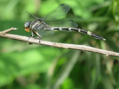 Phyllogomphoides pacificus