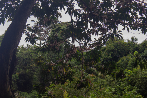Zygia longifolia, photograph 6
