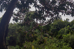 Zygia longifolia, photograph (c) Jorge I. Merchán Mayorga, some rights reserved (CC BY-SA)