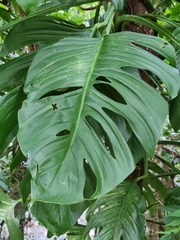 Monstera adansonii