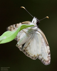 Chiomara georgina