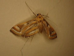 Eoophyla