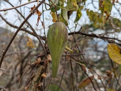 Funastrum pannosum