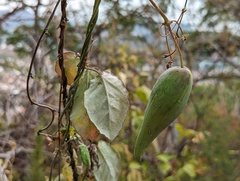 Funastrum pannosum