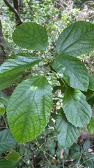 Dendrocnide photiniiphylla