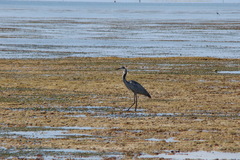 Ardea melanocephala