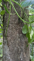 Dendrocnide photiniiphylla