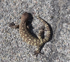 Heloderma exasperatum