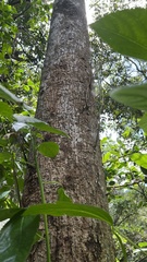 Dendrocnide photiniiphylla