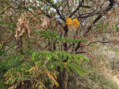 Caesalpinia pulcherrima flava