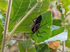 Sephina