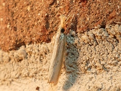 Agriphila vulgivagellus