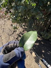 Prunus ilicifolia