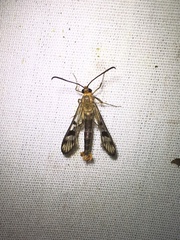 Synanthedon acerni