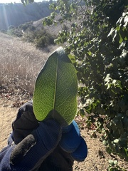Prunus ilicifolia
