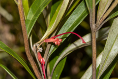 Grevillea oleoides