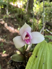 Lycaste virginalis