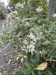 Eupatorium tashiroi