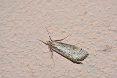 Evergestis isatidalis